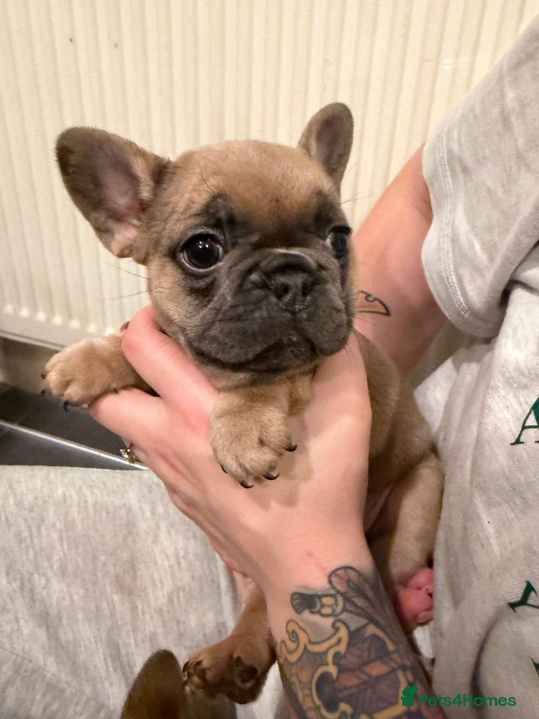 French Bulldog dogs for sale: Beautiful French bulldog puppies 🐶  - Advert 20