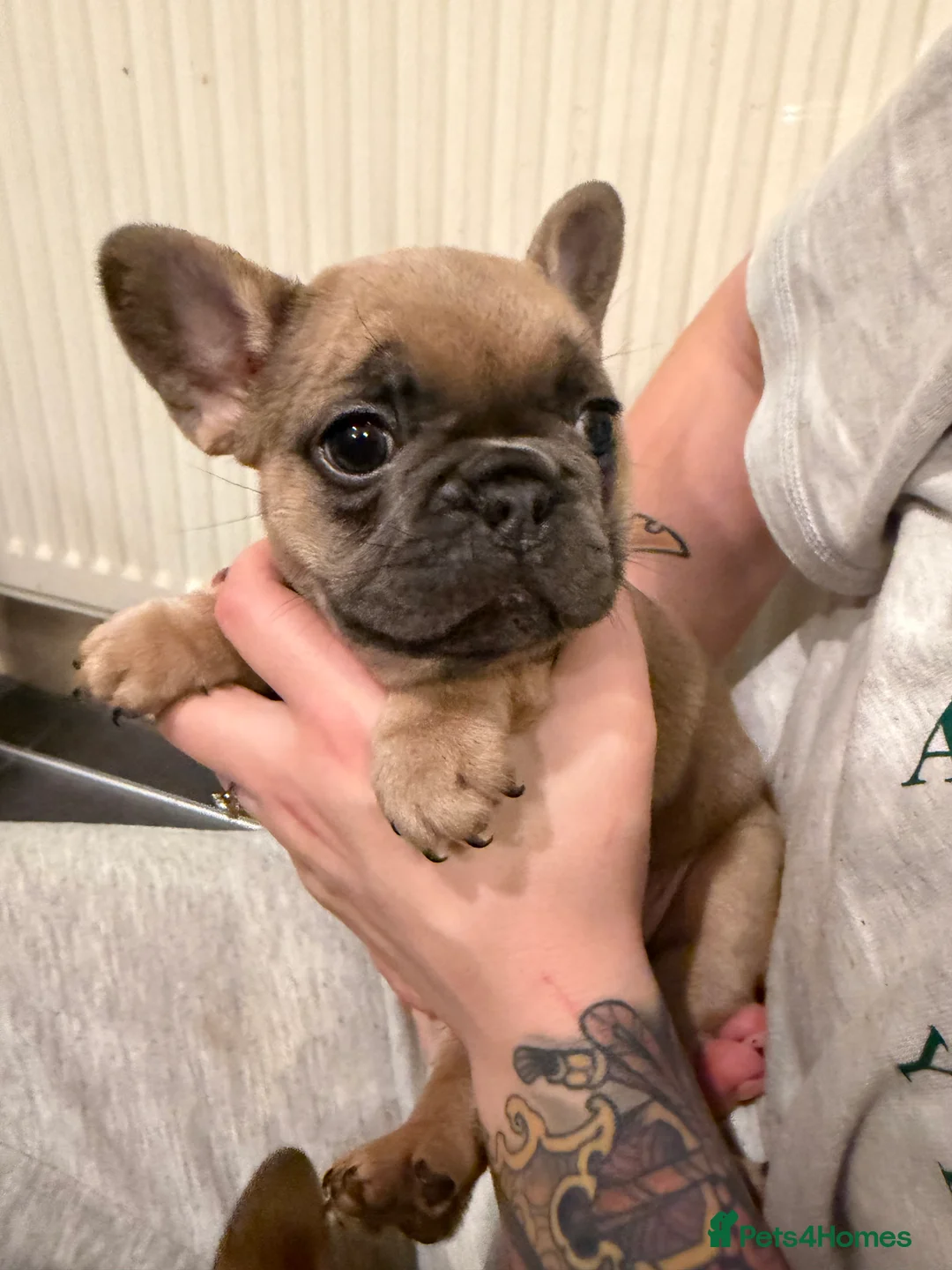 French Bulldog dogs for sale: Multiple colour litters coming in spring 🐶  - Advert 23
