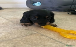 Miniature Dachshund dogs for sale: ADORABLE LONGHAIRED MINIATURE DACHSHUND PUPPIES - Image 5