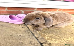 Mini Lop rabbits for sale: Male plush mini lop rabbit for sale - Image 1