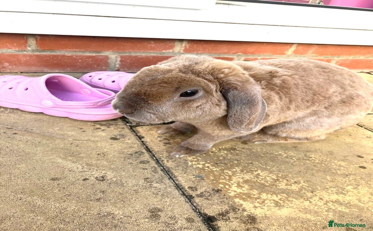 Mini Lop rabbits - Advert 2