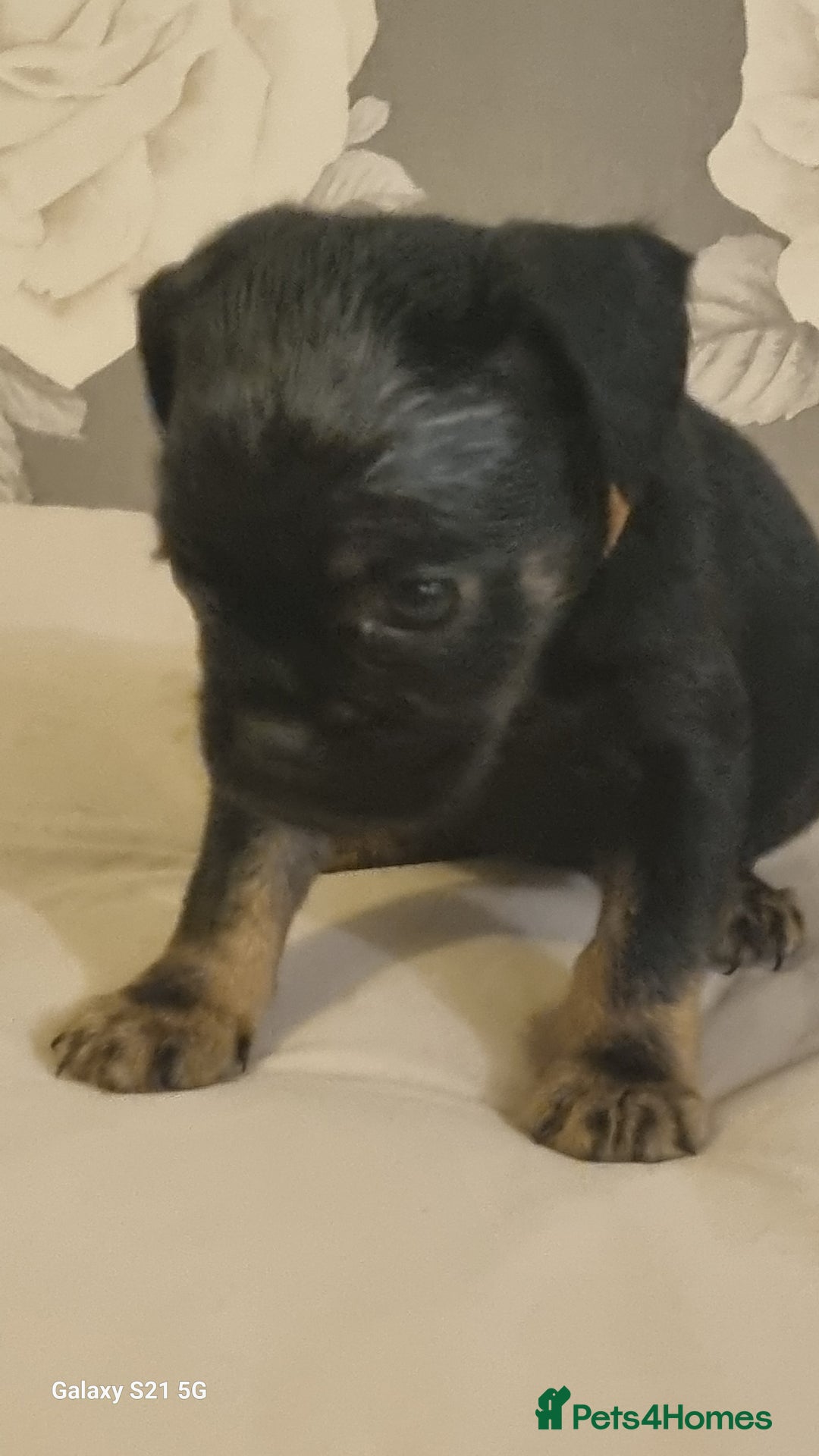 Mixed Breed dogs for sale: 4 french bulldog x boarder terror girls  - Image 13