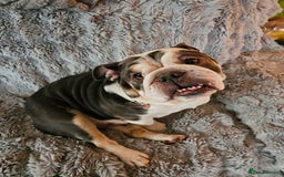 English Bulldog dogs for sale: English bulldog  - Image 1