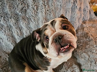 English Bulldog dogs - Advert 35