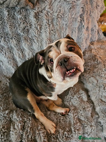 English Bulldog dogs - Advert 12