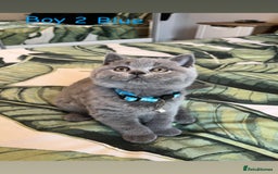British Shorthair cats for sale: 5 gorgeous British shorthair kittens ! - Image 3