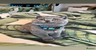 British Shorthair cats - Advert 6