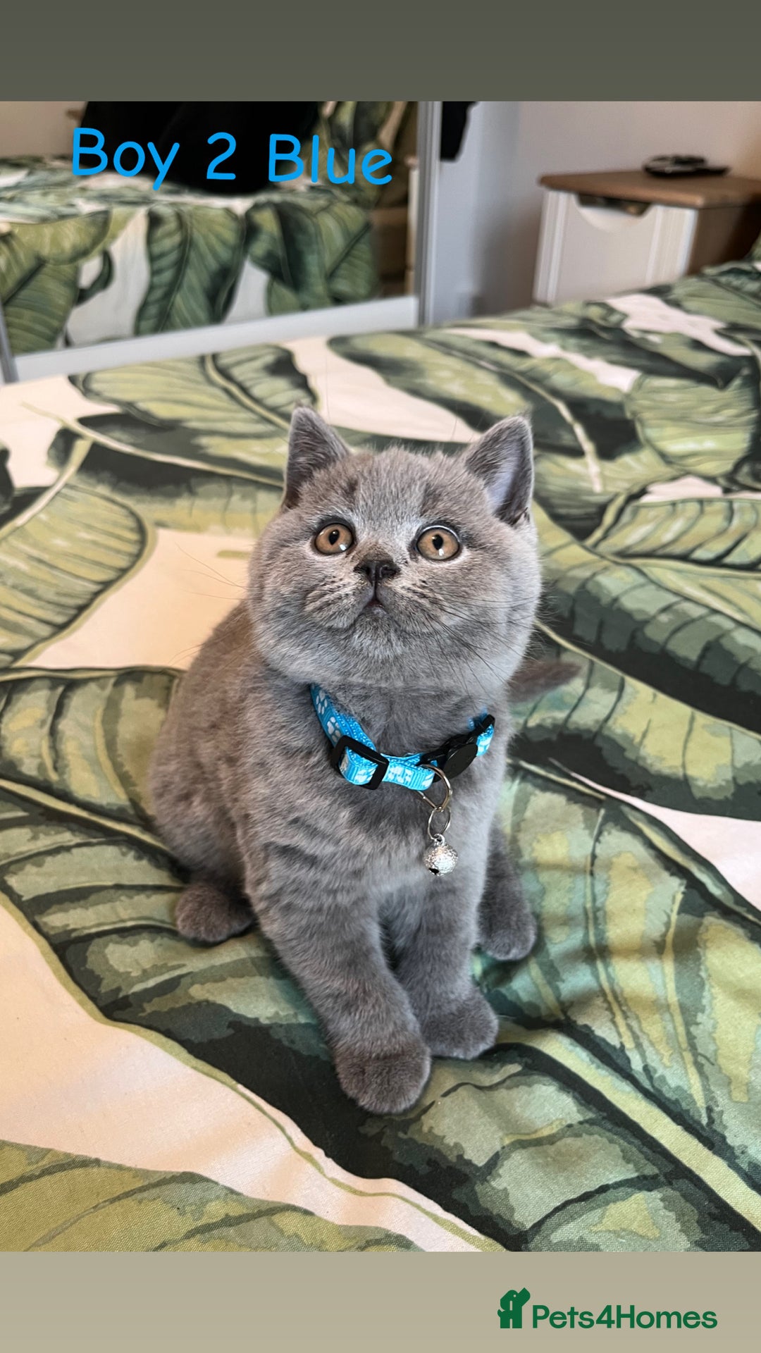 British Shorthair cats for sale: 5 gorgeous British shorthair kittens ! - Image 3