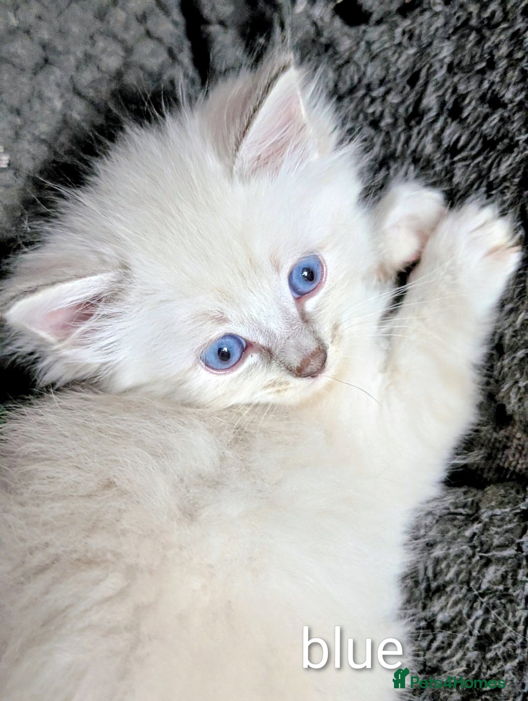 Ragdoll cats for sale: Stunning fluffy show quality ragdolls  - Image 8