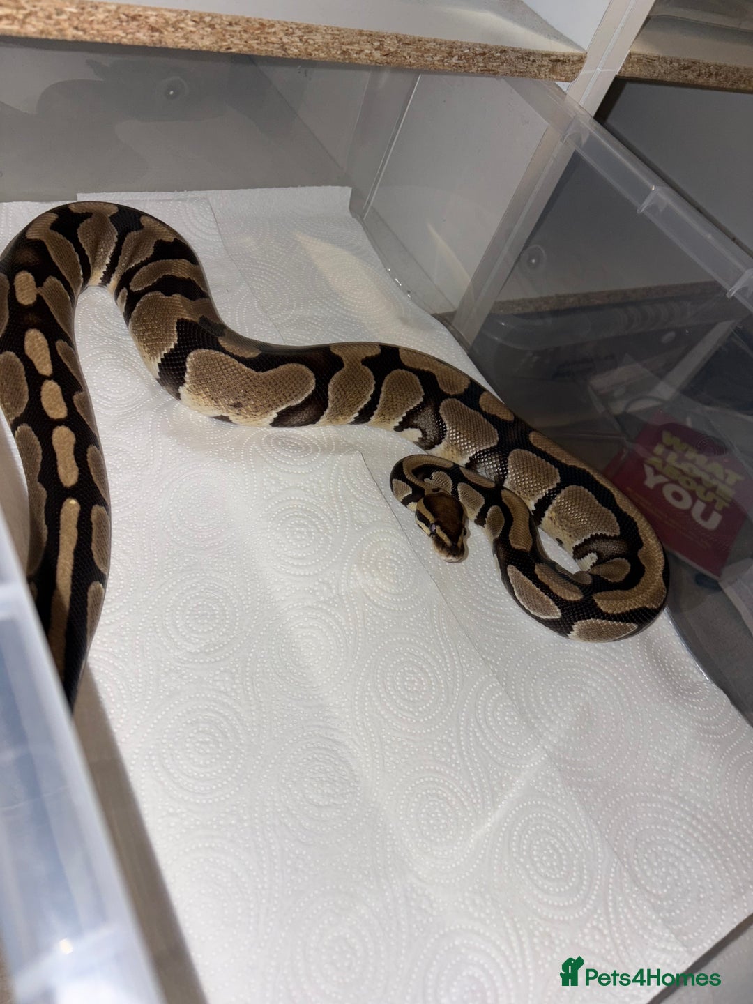 Python Snake reptiles for sale: BP mix - Advert 4