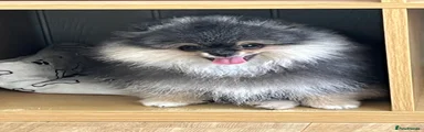 Pomeranian Puppy 1