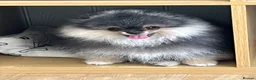 Pomeranian dogs for sale: Pom Puppies from Five Star breeder  - Advert 7