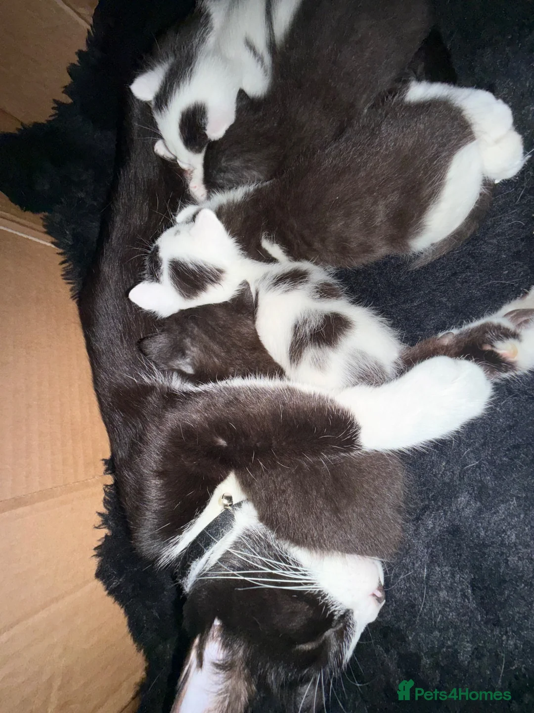 Mixed Breed cats for sale: 5 happy healthy short haired kittens from Lola  - Advert 19