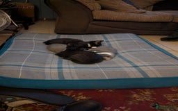 Mixed Breed cats for sale: Mixed breed , Maine coon x rag doll x local tom ! - Image 3