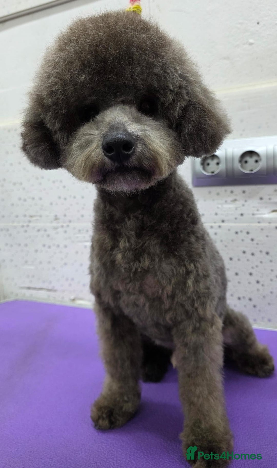 Miniature Poodle dogs for adoption: TEDDY – Miniature Poodle (Male) - Advert 2