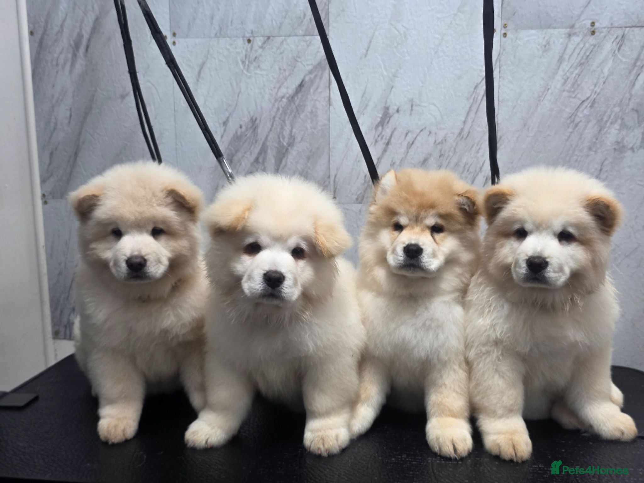 Chow Chow dogs 🐾2 trouble makers left, ready to rule your home🐻 - Advert 4