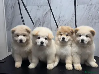 Chow Chow dogs 🐾2 trouble makers left, ready to rule your home🐻 - Advert 4