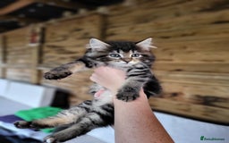 Maine Coon cats for sale: Beautiful Maine Coon x kittens ready now - Image 7