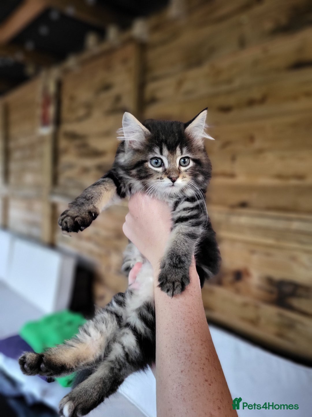 Maine Coon cats for sale: Beautiful Maine Coon x kittens ready now - Image 7