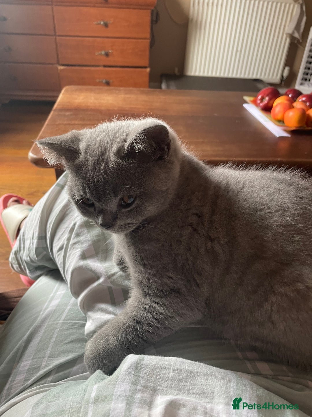 British Shorthair cats for sale: Beautiful British blue Kittens in Sheffield - Image 29