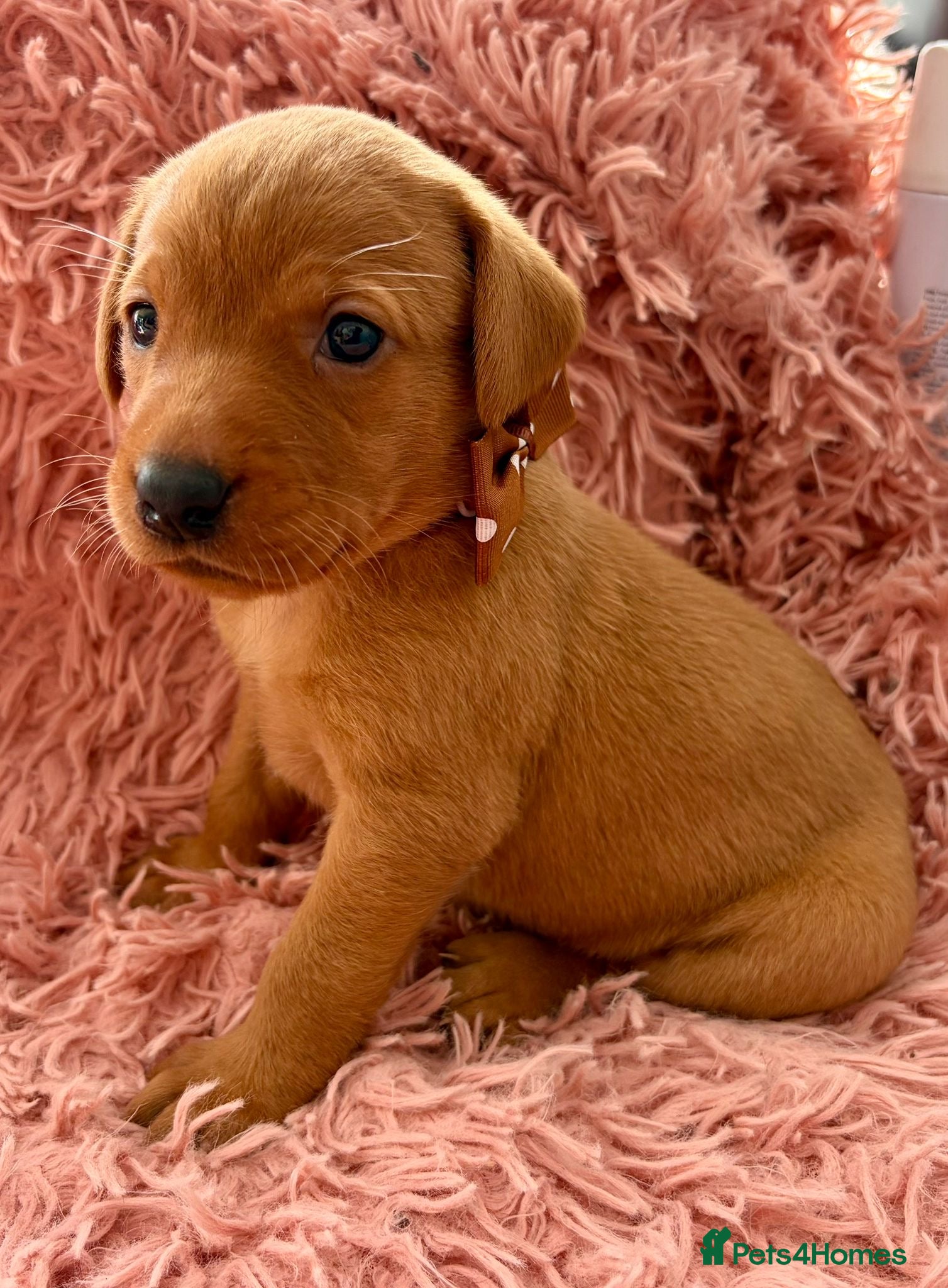 Labrador Retriever dogs KC Reg Labradors from Fully Health tested parents - Advert 1