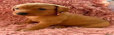 Labrador Retriever 4