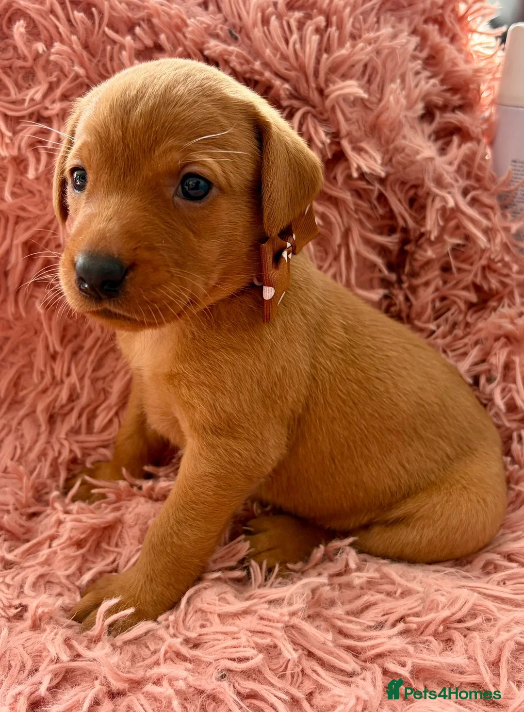 Labrador Retriever dogs for sale: KC Reg Labradors from Fully Health tested parents - Advert 1