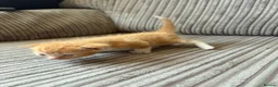 Mixed Breed cats for sale: Half ragdoll kittens  - Advert 21