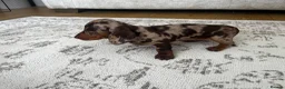 Miniature Dachshund dogs for sale: Miniature smooth haired Dachshund  in Tredegar - Advert 15
