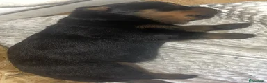 Rottweiler 3