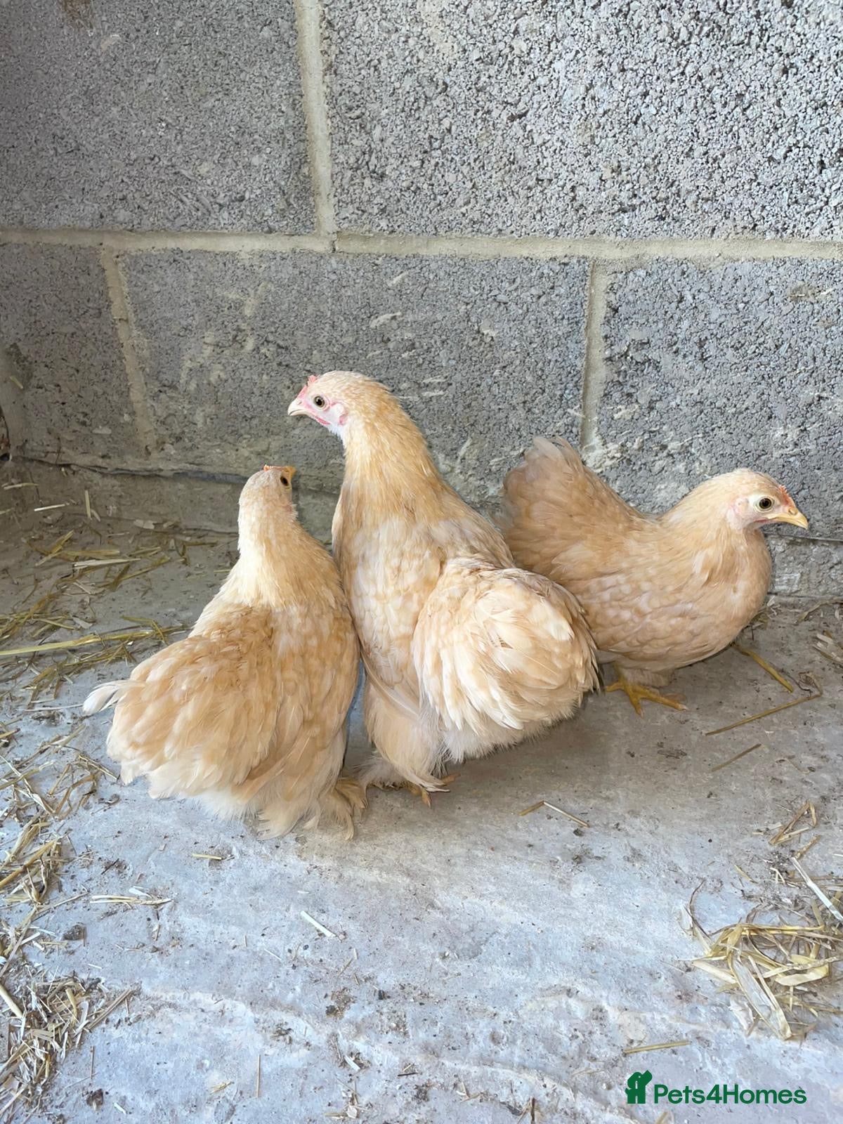 Chickens poultry Lemon peking and mottled Brahmas  - Advert 2