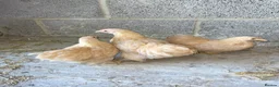 Chickens poultry for sale: Lemon peking and mottled Brahmas  - Advert 1