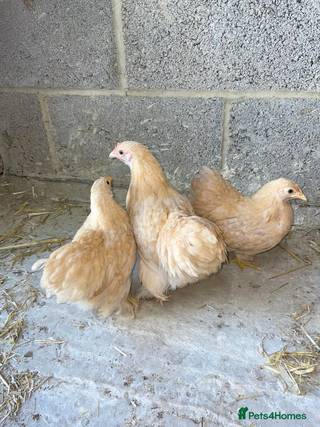 Chickens poultry for sale: Lemon peking and mottled Brahmas  - Advert 1