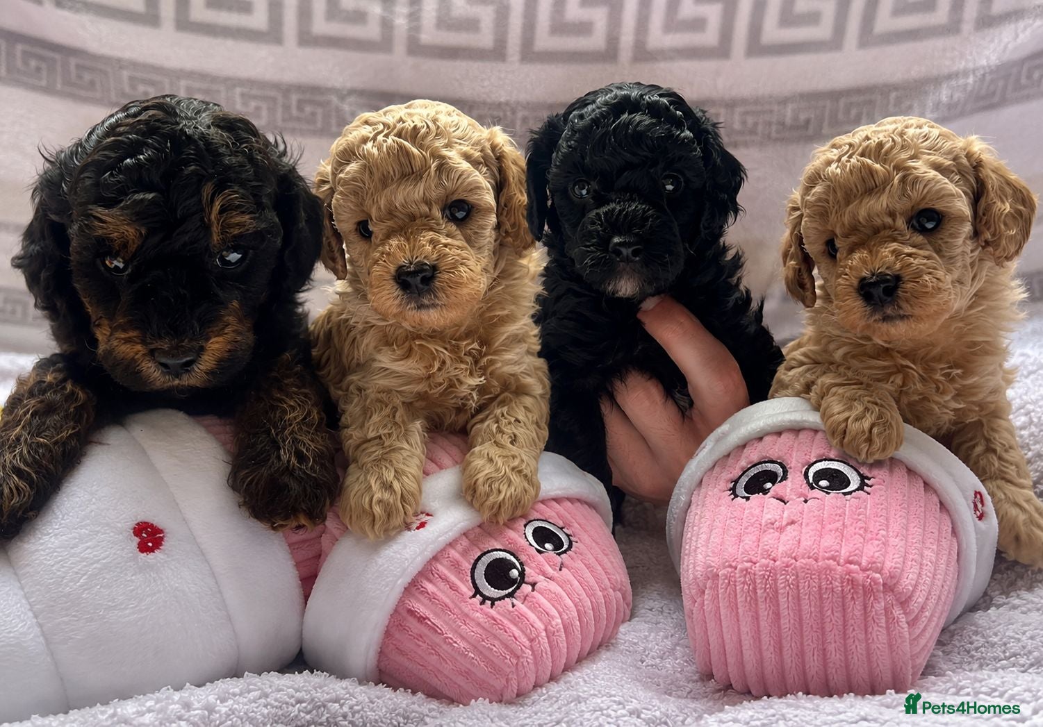 Maltipoo dogs Beautiful Maltipoo Looking for Their Forever Homes - Advert 1