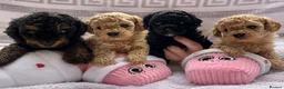 Maltipoo dogs for sale: Beautiful Maltipoo Looking for Their Forever Homes - Advert 1