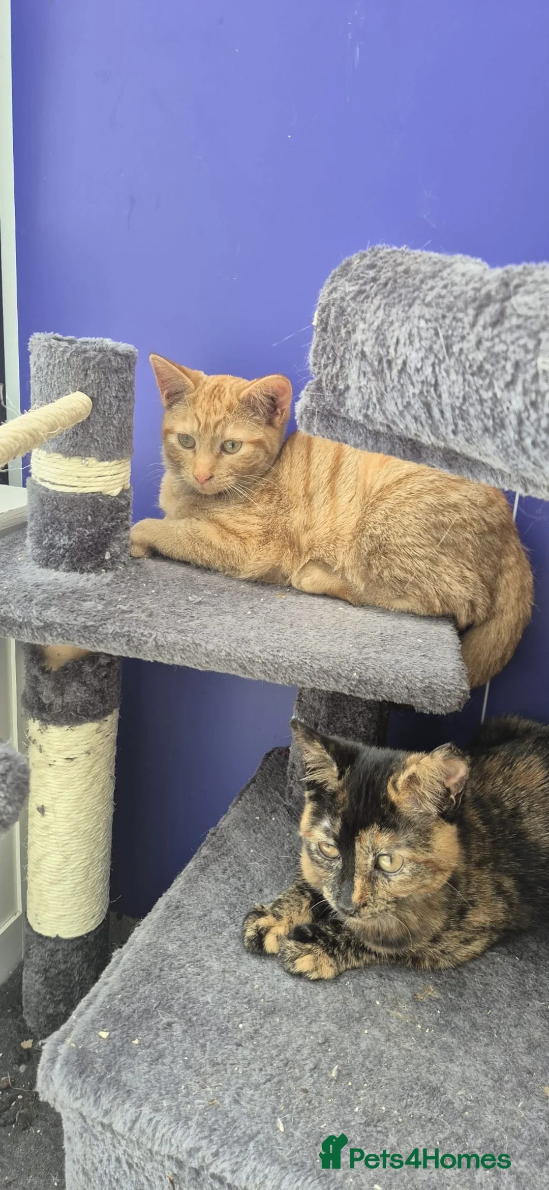 Mixed Breed cats for sale: Adorable kittens Ready for Loving Homes 🐾 in Leigh-on-Sea - Advert 8