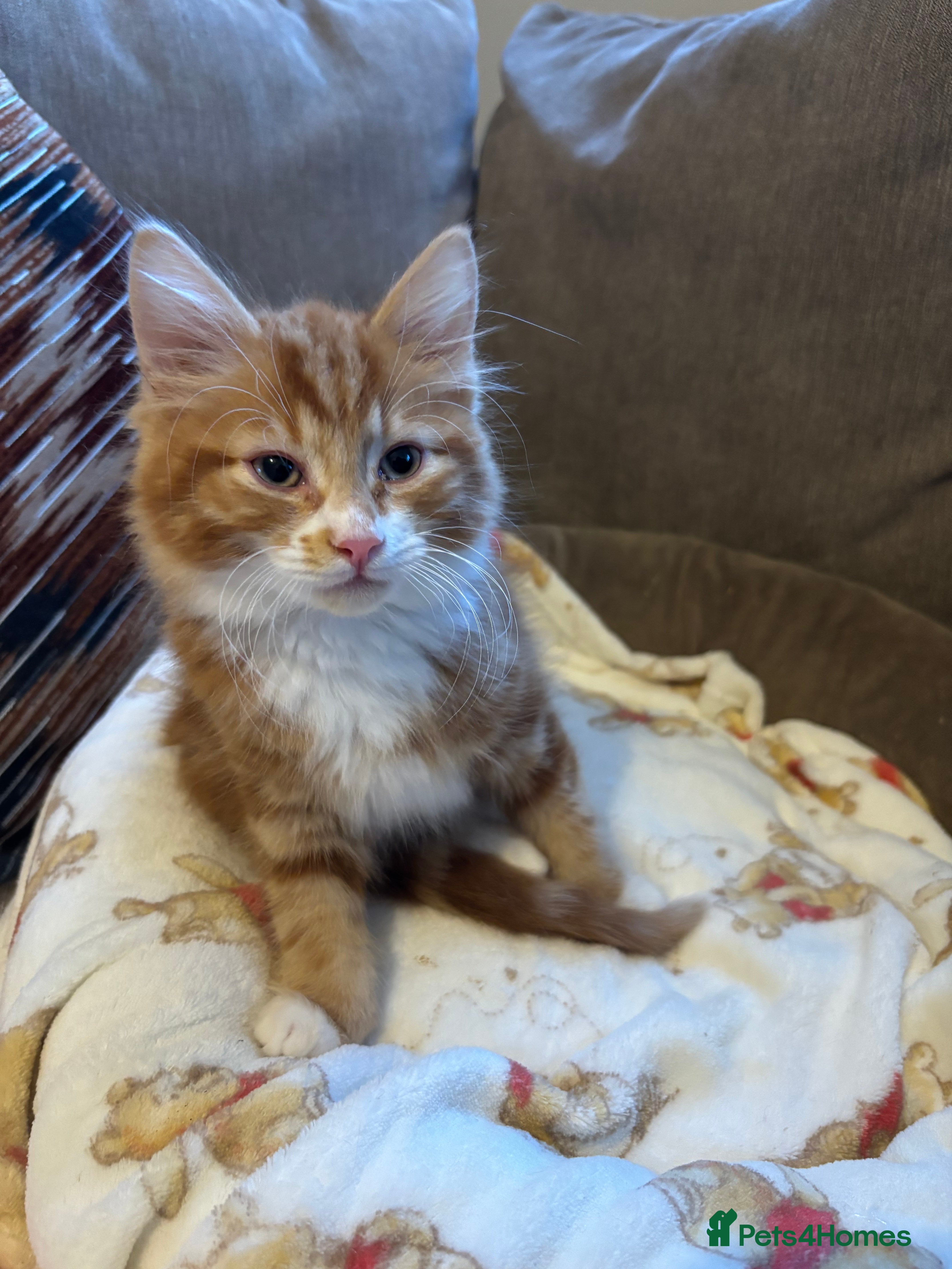 Mixed Breed cats Make ginger kitten for sale born 12th Novemeber.  - Advert 2