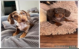 Miniature Dachshund dogs for sale: READY NOW - short haired miniature dachshunds  - Image 1