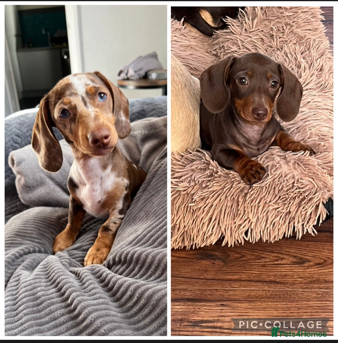Miniature Dachshund dogs for sale: READY NOW - short haired miniature dachshunds  - Image 1