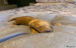 Cockapoo dogs for sale: Beautiful puppies in time for  ** ! 🐶 🥰  **   - Image 14