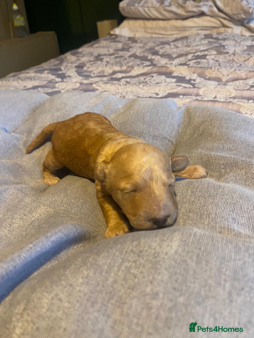 Cockapoo dogs for sale: Beautiful puppies in time for  ** ! 🐶 🥰  **   - Image 14