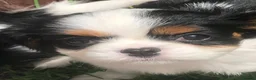 Cavalier King Charles Spaniel dogs for sale: Cavalier King Charles puppies  in Warrington - Advert 6