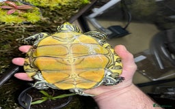 Turtle reptiles for sale: Nicaraguan slider trio - Image 2