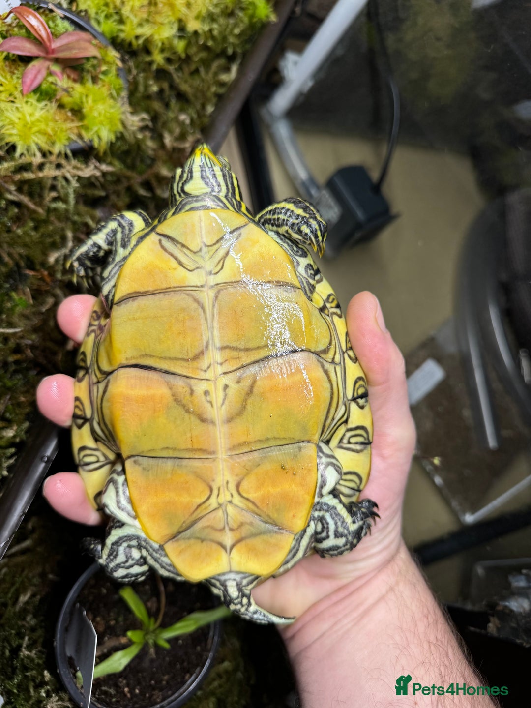 Turtle reptiles for sale: Nicaraguan slider trio - Image 2