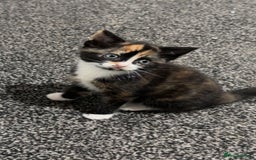 Mixed Breed cats for sale: Beautiful kittens for sale - Image 6