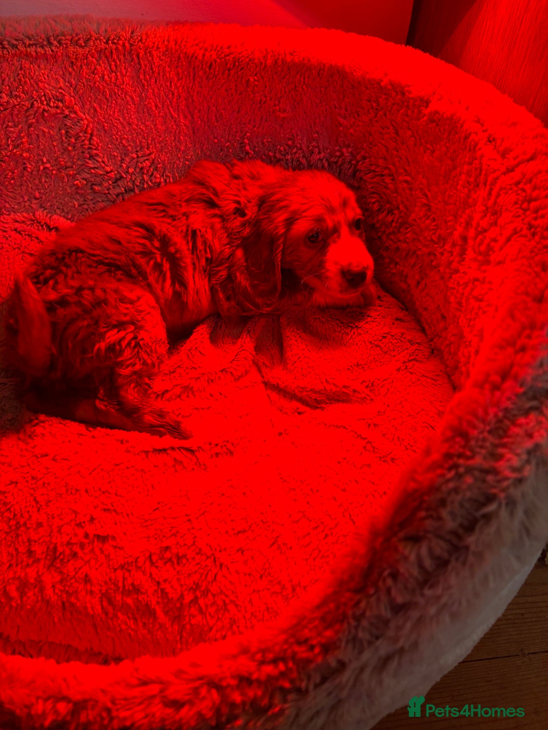 Cocker Spaniel dogs for sale: Cocker spaniel boy - Advert 2