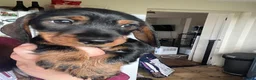 Miniature Dachshund dogs for sale: Black and Tan miniature dachshund - Advert 3