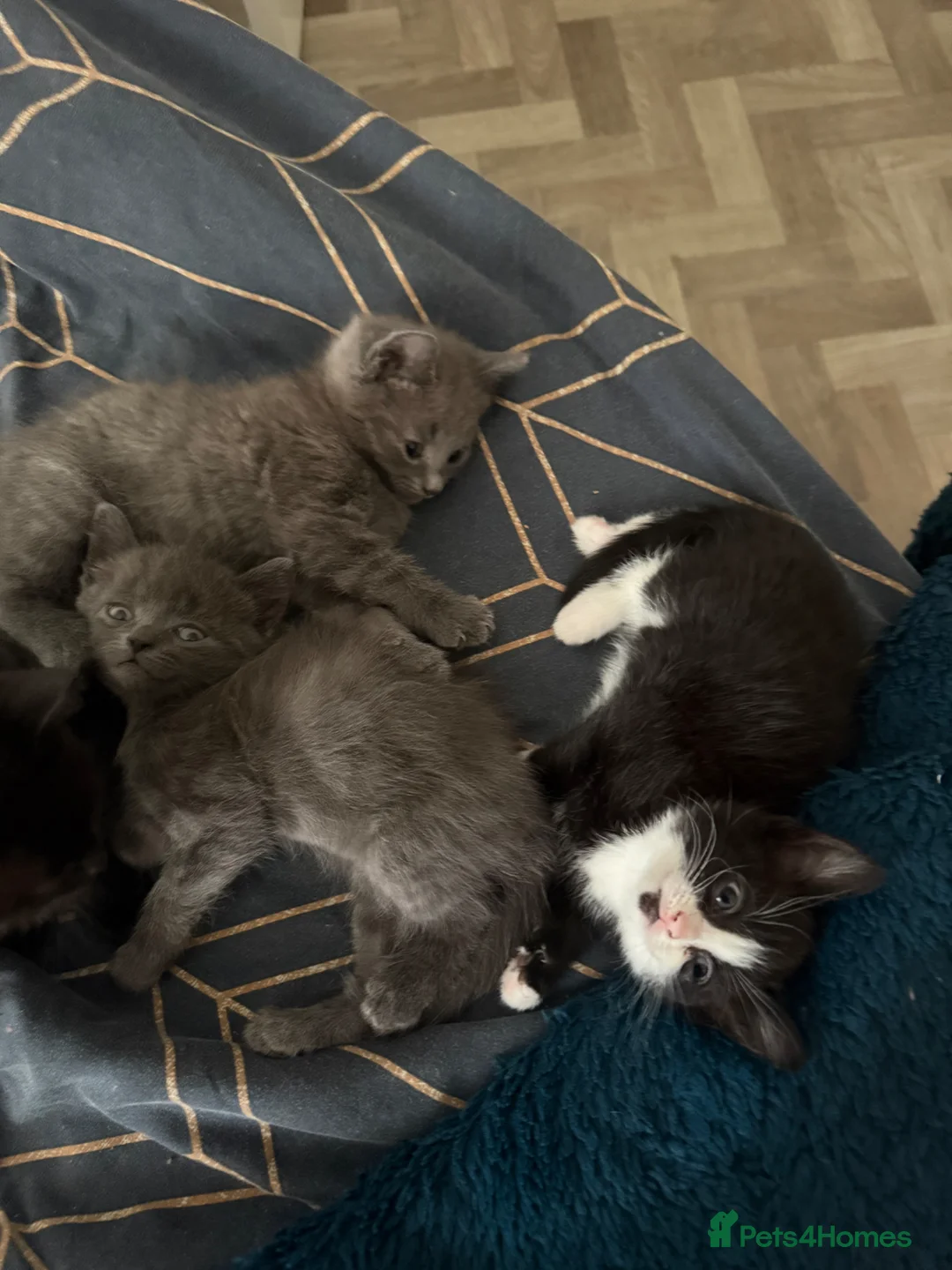 Mixed Breed cats for sale: 2 beautiful fluffy kittens in Gloucester - Advert 9