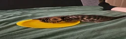 Bengal cats for sale: Tica registered brown bengal - Advert 12