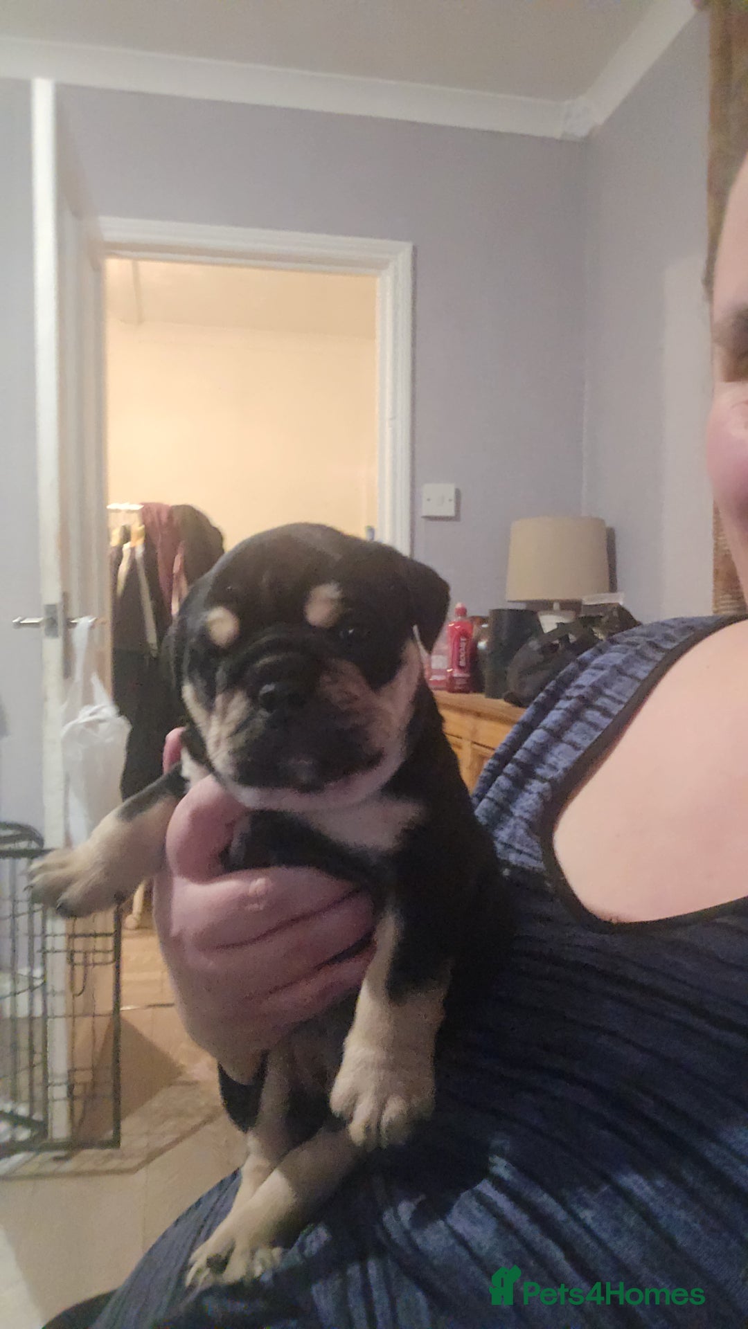 Mixed Breed dogs for sale: New england bulldogs  - Advert 9